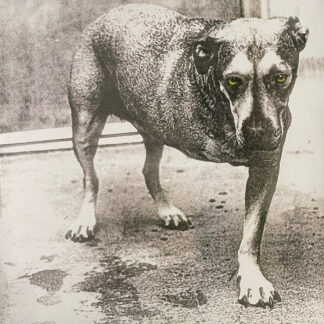 Alice In Chains – Alice In Chains   2xLP  Album  doble  ( nuevo )